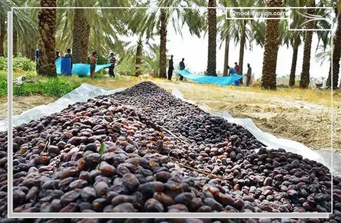 تصویر 4 از خرما مضافتی ساده با کیفیت طبیعی و دانه های دستچین شده